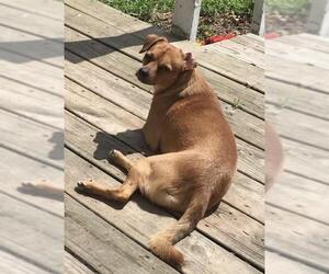 Beagle-German Shepherd Dog Mix Dogs for adoption in O Fallon, MO, USA