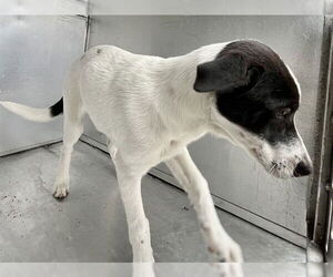 American Pit Bull Terrier-Unknown Mix Dogs for adoption in Waco, TX, USA