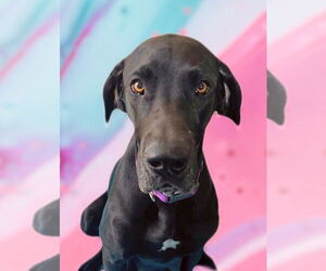 Great Dane Dogs for adoption in Bullard, TX, USA