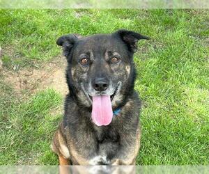 German Shepherd Dog-Unknown Mix Dogs for adoption in Waco, TX, USA