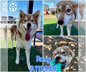 Siberian Husky Dogs for adoption in HESPERIA, CA, USA