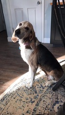 Treeing Walker Coonhound-Unknown Mix Dogs for adoption in Dahlgren, VA, USA