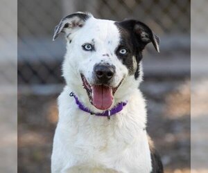 Border Collie Dogs for adoption in Camarillo, CA, USA