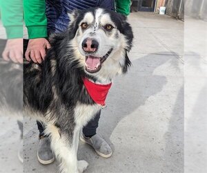 Alaskan Malamute Dogs for adoption in Denver, CO, USA