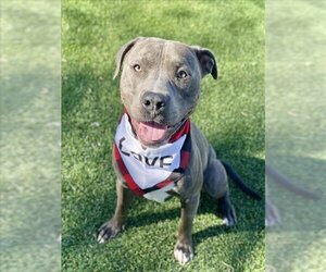 American Pit Bull Terrier Dogs for adoption in Henderson, NV, USA