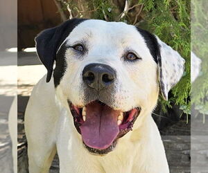 American Staffordshire Terrier-Unknown Mix Dogs for adoption in Albuquerque, NM, USA