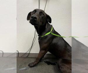 Labrador Retriever Dogs for adoption in HESPERIA, CA, USA