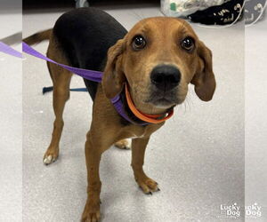Mutt Dogs for adoption in Washington, DC, USA