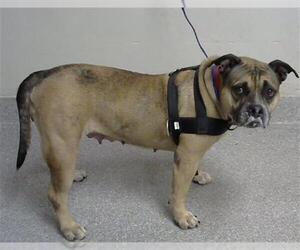 American Pit Bull Terrier Dogs for adoption in Pasadena, TX, USA