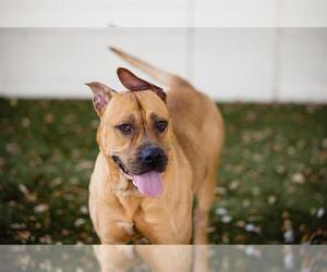American Pit Bull Terrier Dogs for adoption in Orlando, FL, USA