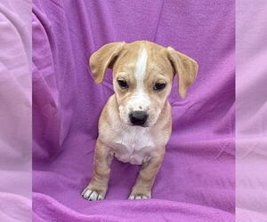 Miniature Pinscher-Unknown Mix Dogs for adoption in Mundelein, IL, USA