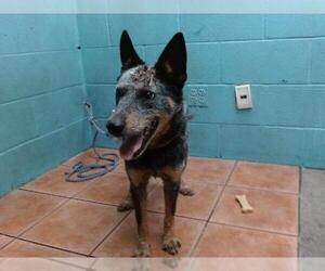 Mutt Dogs for adoption in Downey, CA, USA
