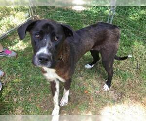 Great Dane Dogs for adoption in Temple, GA, USA