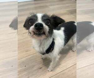 Mutt Dogs for adoption in Greenville, SC, USA