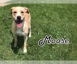 Labrador Retriever-Unknown Mix Dogs for adoption in Tremont, IL, USA
