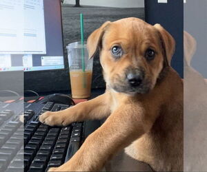 German Shepherd Dog-Mastiff Mix Dogs for adoption in Chester, VA, USA