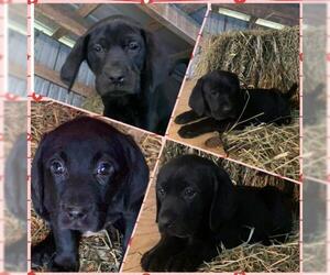 Labrador Retriever-Unknown Mix Dogs for adoption in Woodbridge, VA, USA