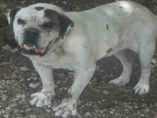 Bulldog Dogs for adoption in San Antonio, TX, USA