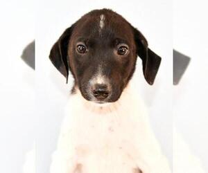Jack-Rat Terrier Dogs for adoption in Sheridan, CO, USA