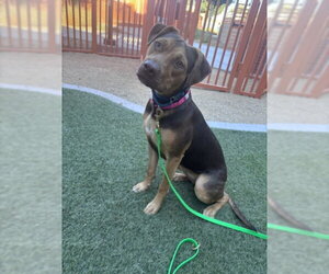 Rhodesian Ridgeback-Unknown Mix Dogs for adoption in Las Vegas, NV, USA