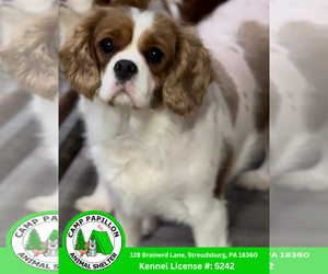 Cavalier King Charles Spaniel Dogs for adoption in Stroudsburg, PA, USA