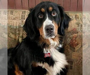 Bernese Mountain Dog Dogs for adoption in Canton, CT, USA