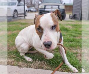 American Pit Bull Terrier-Unknown Mix Dogs for adoption in Waco, TX, USA