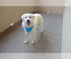 Great Pyrenees-Unknown Mix Dogs for adoption in McKinney, TX, USA