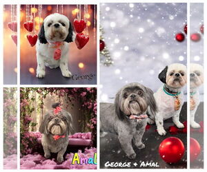 Shih Tzu Dogs for adoption in Dumont, NJ, USA