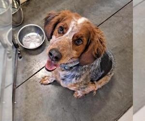 Brittany Dogs for adoption in Kansas City, MO, USA