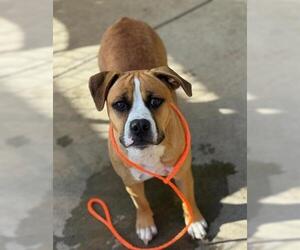 American Pit Bull Terrier-Unknown Mix Dogs for adoption in Tulsa, OK, USA