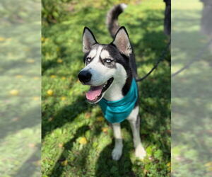Huskies -Unknown Mix Dogs for adoption in Warrenton, VA, USA