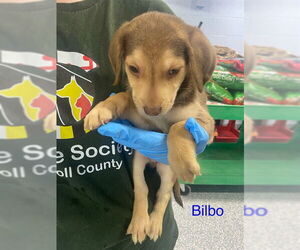 Border Collie-Unknown Mix Dogs for adoption in Westminster, MD, USA