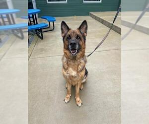German Shepherd Dog Dogs for adoption in Waterford, VA, USA