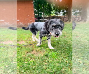 Mutt Dogs for adoption in New London, WI, USA