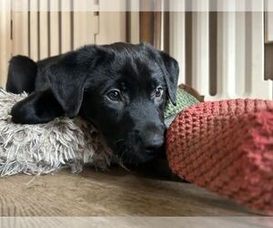 Labrador Retriever Dogs for adoption in Clovis, CA, USA