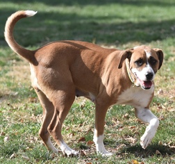 Boxer Dogs for adoption in Mechanicsburg, PA, USA