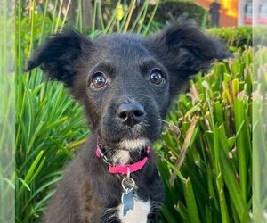 Mutt Dogs for adoption in Marina Del Rey, CA, USA