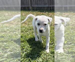 Labbe Dogs for adoption in Aurora, IN, USA