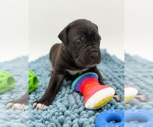 Mutt Dogs for adoption in Brooklyn, NY, USA