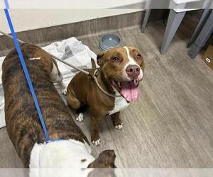 Mutt Dogs for adoption in Pasadena, CA, USA