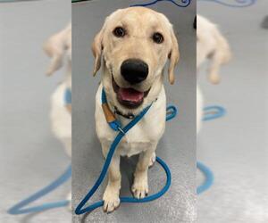 Labrador Retriever Dogs for adoption in Peoria, IL, USA