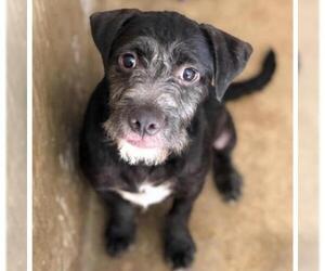 Border Terrier Dogs for adoption in Austin, TX, USA