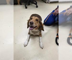 Beagle Dogs for adoption in Center Township, PA, USA