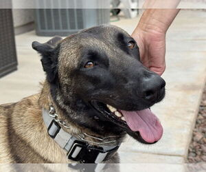 Mutt Dogs for adoption in Imlay City, MI, USA