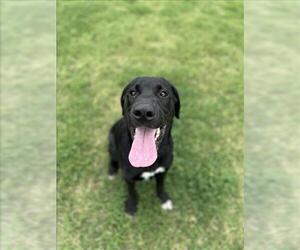 Labrador Retriever-Unknown Mix Dogs for adoption in Corpus Christi, TX, USA