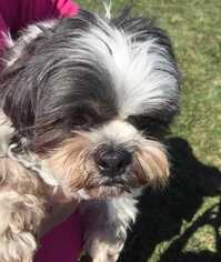 Shih Tzu Dogs for adoption in Boonville, MO, USA