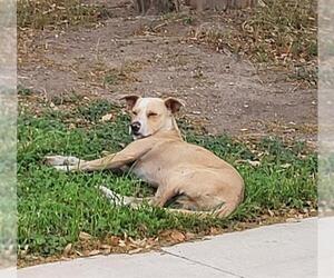 Labrador Retriever-Unknown Mix Dogs for adoption in San Antonio, TX, USA
