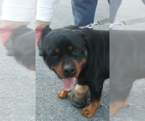 Medium Photo #1 Rottweiler Puppy For Sale in Pottstown, PA, USA