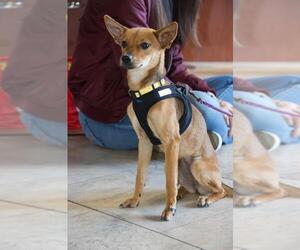 Basenji-Chihuahua Mix Dogs for adoption in Santa Clara, CA, USA